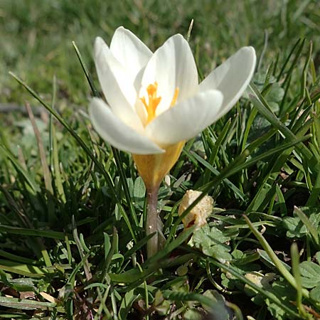 Crocus chrysanthus \ Kleiner Krokus, Balkan-Krokus / Snow Crocus, Golden Crocus, D Ludwigshafen 8.3.2021