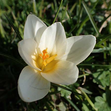 Crocus chrysanthus \ Kleiner Krokus, Balkan-Krokus / Snow Crocus, Golden Crocus, D Ludwigshafen 8.3.2021