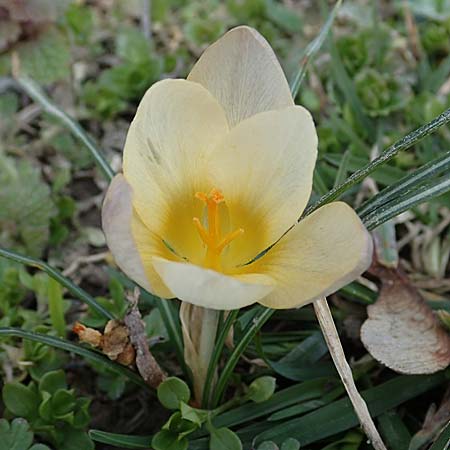Crocus chrysanthus \ Kleiner Krokus, Balkan-Krokus / Snow Crocus, Golden Crocus, D Ludwigshafen 8.3.2021