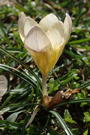 Crocus chrysanthus \ Kleiner Krokus, Balkan-Krokus / Snow Crocus, Golden Crocus, D Ludwigshafen 8.3.2021