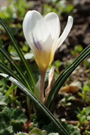 Crocus chrysanthus, Snow Crocus, Golden Crocus