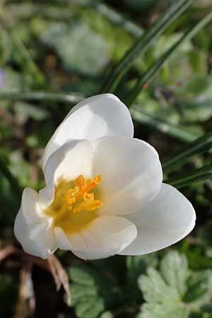 Crocus chrysanthus \ Kleiner Krokus, Balkan-Krokus / Snow Crocus, Golden Crocus, D Ludwigshafen 8.3.2021