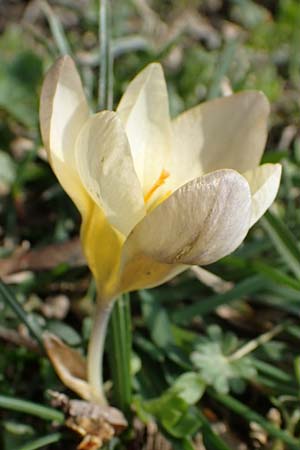 Crocus chrysanthus \ Kleiner Krokus, Balkan-Krokus / Snow Crocus, Golden Crocus, D Ludwigshafen 8.3.2021