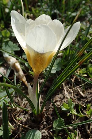 Crocus chrysanthus \ Kleiner Krokus, Balkan-Krokus / Snow Crocus, Golden Crocus, D Ludwigshafen 8.3.2021