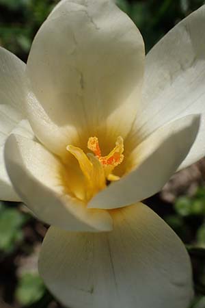 Crocus chrysanthus \ Kleiner Krokus, Balkan-Krokus / Snow Crocus, Golden Crocus, D Ludwigshafen 8.3.2021
