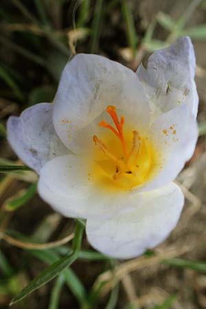 Crocus chrysanthus \ Kleiner Krokus, Balkan-Krokus / Snow Crocus, Golden Crocus, D Ludwigshafen 8.3.2021