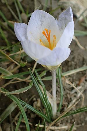 Crocus chrysanthus \ Kleiner Krokus, Balkan-Krokus / Snow Crocus, Golden Crocus, D Ludwigshafen 8.3.2021