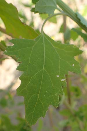 Chenopodium probstii \ Probsts G�nsefu� / Probst's Goosefoot, D Bamberg 5.9.2018