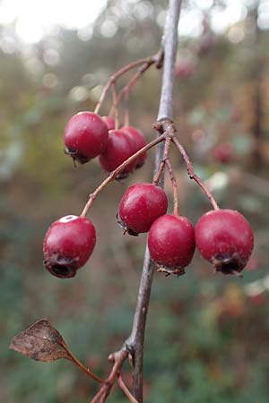Crataegus x macrocarpa \ Gro�fr�chtiger Wei�dorn / Hybrid Hawthorn, D Bickenbach 27.10.2018