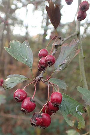 Crataegus x macrocarpa \ Gro�fr�chtiger Wei�dorn / Hybrid Hawthorn, D Bickenbach 27.10.2018