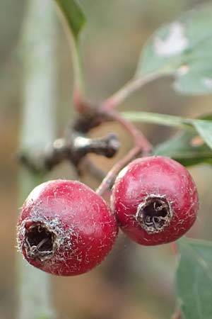 Crataegus x macrocarpa \ Gro�fr�chtiger Wei�dorn / Hybrid Hawthorn, D Bickenbach 27.10.2018