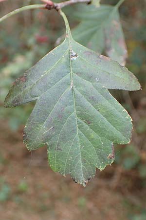 Crataegus x macrocarpa \ Gro�fr�chtiger Wei�dorn / Hybrid Hawthorn, D Bickenbach 27.10.2018