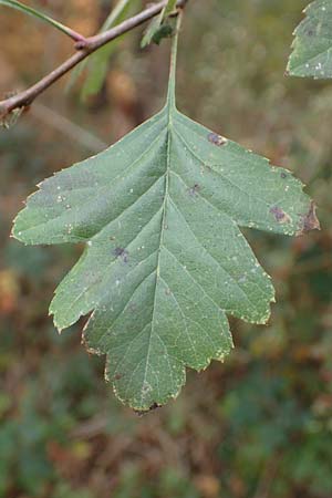Crataegus x macrocarpa \ Gro�fr�chtiger Wei�dorn / Hybrid Hawthorn, D Bickenbach 27.10.2018