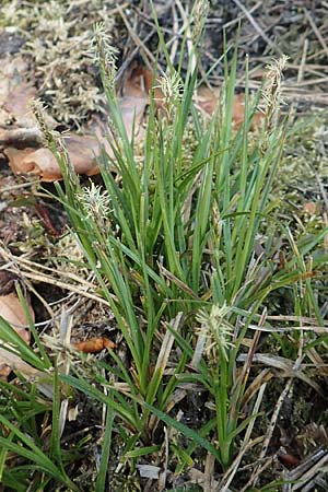 Carex spicata, Spicate Sedge, Prickly Sedge
