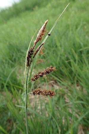 Carex flacca, Blaugr&uuml;ne Segge