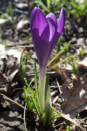 Crocus tommasinianus x vernus, Hybrid Crocus
