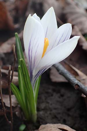 Crocus tommasinianus x vernus, Hybrid Crocus