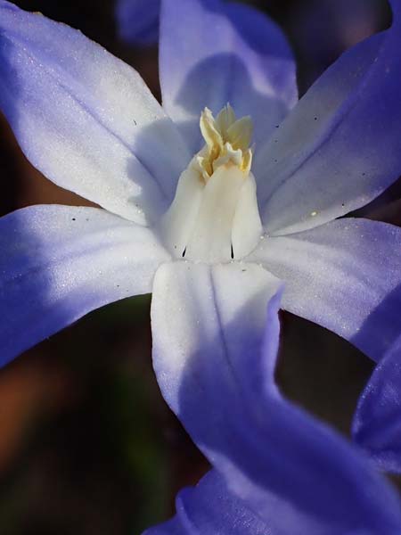 Scilla luciliae x siehei \ Hybrid-Sternhyazinthe / Hybrid Squill, D Ludwigshafen 9.3.2022