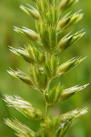 Cynosurus cristatus \ Wiesen-Kammgras, D Hechingen 20.6.2015