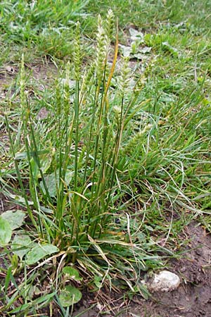 Cynosurus cristatus \ Wiesen-Kammgras, D Hechingen 20.6.2015