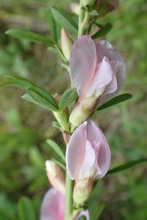 Cytisus purpureus \ Purpur-Zwergginster, Purpur-Gei�klee / Scarlet Dwarf Broom, Purple Broom, D Weinheim an der Bergstra&szlig;e, Botan. Gar.  Hermannshof 1.5.2016