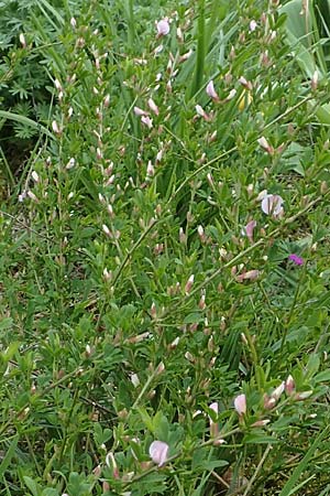 Cytisus purpureus \ Purpur-Zwergginster, Purpur-Gei�klee / Scarlet Dwarf Broom, Purple Broom, D Weinheim an der Bergstra&szlig;e, Botan. Gar.  Hermannshof 1.5.2016