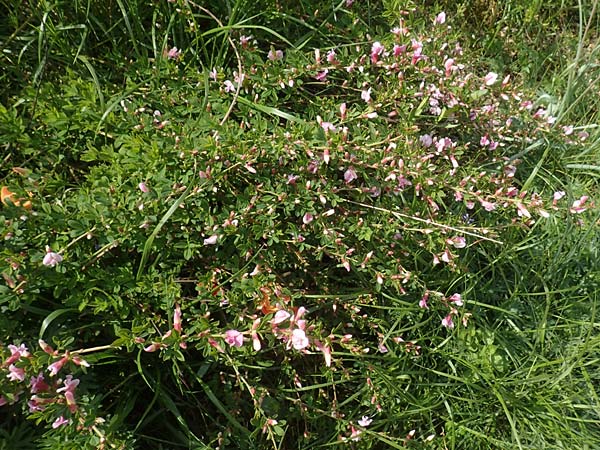 Cytisus purpureus \ Purpur-Zwergginster, Purpur-Gei�klee / Scarlet Dwarf Broom, Purple Broom, D Weinheim an der Bergstra&szlig;e, Botan. Gar.  Hermannshof 1.5.2016