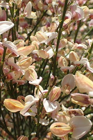 Cytisus multiflorus \ Vielbl�tiger Gei�klee / White Broom, D Neuleiningen 23.4.2020