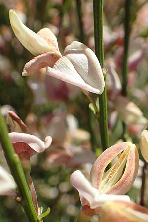 Cytisus multiflorus \ Vielbl�tiger Gei�klee / White Broom, D Neuleiningen 23.4.2020