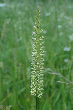Cynosurus cristatus \ Wiesen-Kammgras, D Rh&ouml;n,  Bischofsheim 21.6.2023