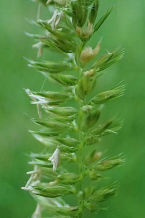Cynosurus cristatus \ Wiesen-Kammgras, D Rh&ouml;n,  Bischofsheim 21.6.2023