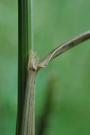 Cynosurus cristatus \ Wiesen-Kammgras, D Rh&ouml;n,  Bischofsheim 21.6.2023
