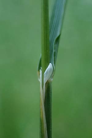 Cynosurus cristatus \ Wiesen-Kammgras, D Rh&ouml;n,  Bischofsheim 21.6.2023