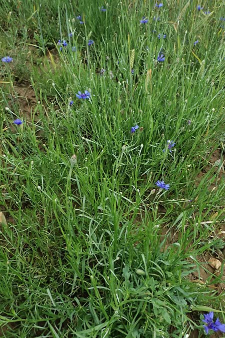 Centaurea cyanus \ Kornblume / Cornflower, D Wiesloch 3.6.2025