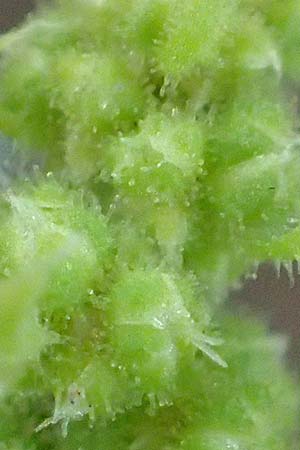 Dysphania schraderiana \ Schraders Dr�seng�nsefu� / Schrader's Goosefoot, D Mannheim 23.9.2015