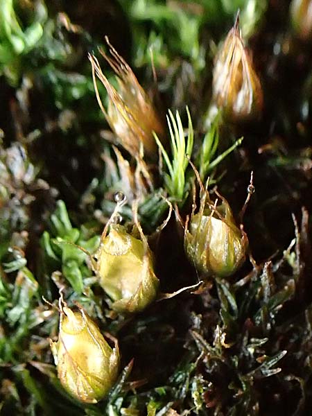 Diphyscium foliosum \ Blasebalg-Moos, Bebl�ttertes Blasen-Moos / Nut Moss, D Schriesheim 17.2.2018
