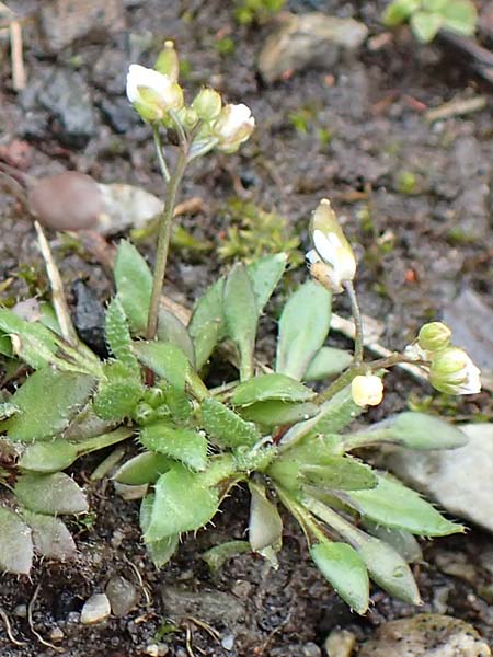Draba aquisgranensis \ Aachener Hungerbl�mchen, D Aachen-Soers 10.3.2019