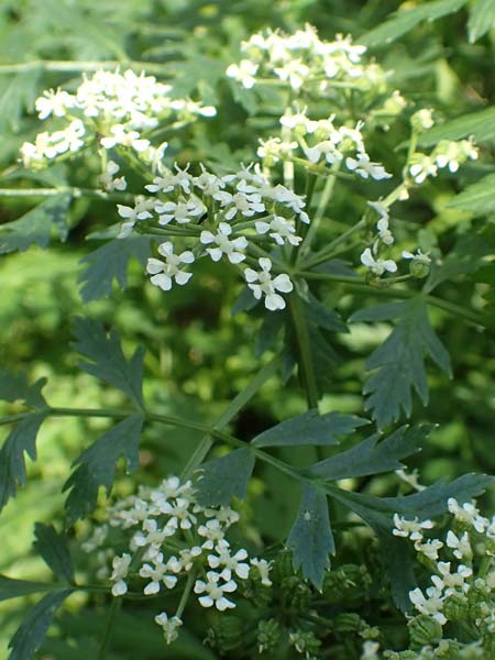 Conium maculatum \ Gefleckter Schierling, Flecken-Schierling / Hemlock, D Mannheim 24.10.2019