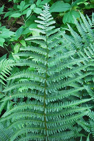 Dryopteris affinis, Scaly Male Fern