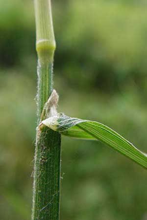 Dactylis polygama \ Wald-Kn�uelgras, D Grettstadt 18.7.2015