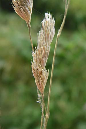 Dactylis polygama \ Wald-Kn�uelgras, D Grettstadt 18.7.2015