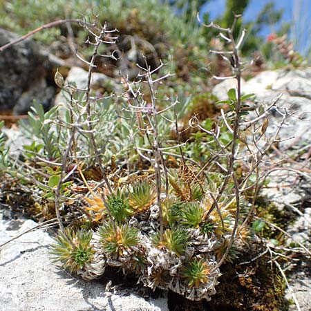 Draba aizoides \ Immergr�nes Felsenbl�mchen, Felsen-Hungerbl�mchen, D Fridingen 3.6.2015