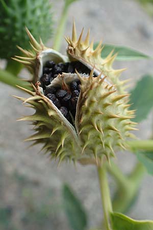Datura stramonium, Gew&ouml;hnlicher Stechapfel