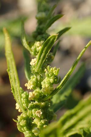 Dysphania ambrosioides \ Wohlriechender Dr�seng�nsefu�, Jesuiten-Tee / West-Indian Goosefoot, Mexican Tea, D D&uuml;sseldorf-Lohausen 27.9.2017