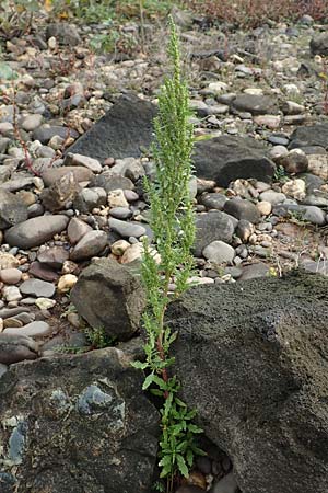 Dysphania ambrosioides \ Wohlriechender Dr�seng�nsefu�, Jesuiten-Tee / West-Indian Goosefoot, Mexican Tea, D Krefeld-Uerdingen 28.9.2017
