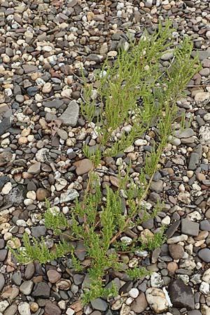 Dysphania ambrosioides \ Wohlriechender Dr�seng�nsefu�, Jesuiten-Tee / West-Indian Goosefoot, Mexican Tea, D Krefeld-Uerdingen 28.9.2017