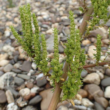 Dysphania ambrosioides \ Wohlriechender Dr�seng�nsefu�, Jesuiten-Tee / West-Indian Goosefoot, Mexican Tea, D Krefeld-Uerdingen 28.9.2017