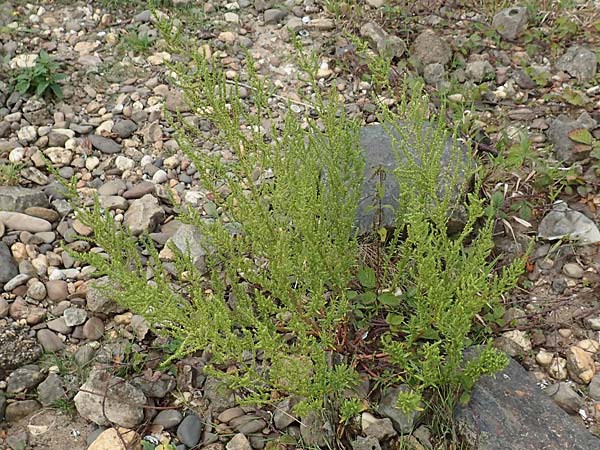 Dysphania ambrosioides \ Wohlriechender Dr�seng�nsefu�, Jesuiten-Tee / West-Indian Goosefoot, Mexican Tea, D Krefeld-Uerdingen 28.9.2017