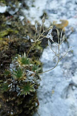 Draba aizoides \ Immergr�nes Felsenbl�mchen, Felsen-Hungerbl�mchen, D Beuron 27.6.2018