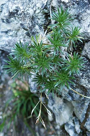 Draba aizoides \ Immergr�nes Felsenbl�mchen, Felsen-Hungerbl�mchen, D Beuron 27.6.2018
